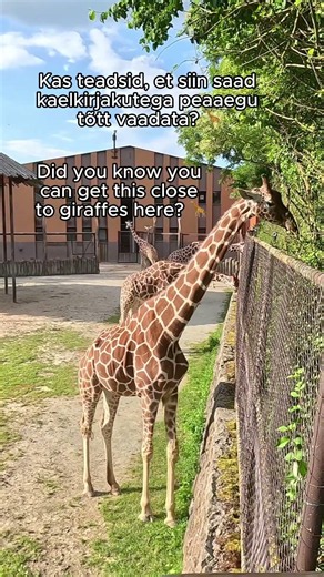 Best Safari Park in Central Europe? 🦒 #shorts