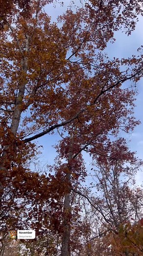 Fall’s final stand at Lake of the Ozarks on Saturday. Leaves are quickly dropping! #ozarks #fall #november #lakeoftheozarks | Meteorologist Tom Schmidt