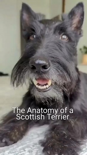 77K views · 3.5K reactions | How cute  | Scottish terrier | Facebook