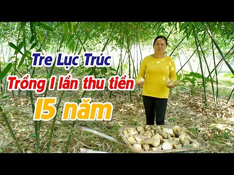 Làm giàu từ trồng tre lục trúc lấy măng || Mô hình & kỹ thuật trồng măng lục trúc cho thu nhập cao