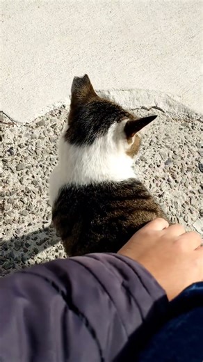 【男木島】人懐っこいキジ白猫