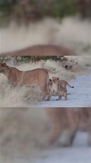 Three cute Lion Cubs with Mom #wildlife