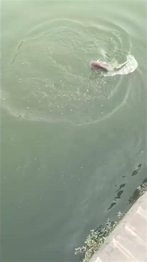 lailon tika fish #shorts #ytshorts #shortsfeed #yt ‪@alphafishing7734‬