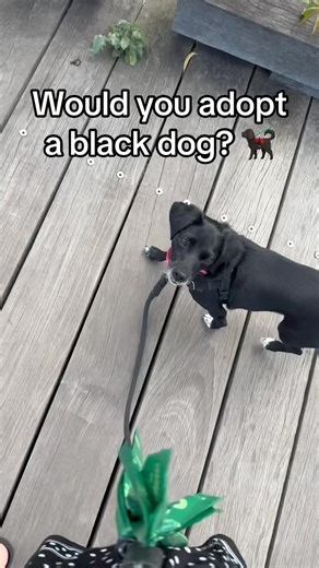 3.5K views · 91 reactions | The heartbreaking truth behind “black dog syndrome.” https://www.kinship.com/dog-lifestyle/why-you-should-adopt-a-black-dog | Kinship | Facebook