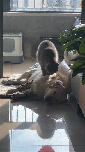 Dogs and Puppies on Instagram: "Personal assistant"