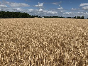 Wheat School: Combining inputs creates yield impact