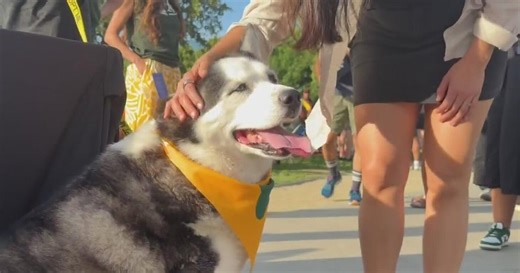 A's partner with Sacramento SPCA in effort to get more shelter dogs adopted
