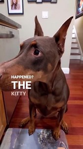 #ThrowbackThursday to Ruby's first viral video. Still one of my favorites 😁 | Rubydoobydo