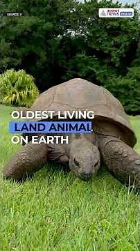 Jonathan the Tortoise: 194 Years Old & Still Going Strong! Guinness World Record