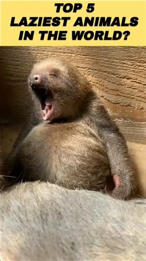 Top 5 Laziest Animals in the World | You Won't Believe #1! #shorts