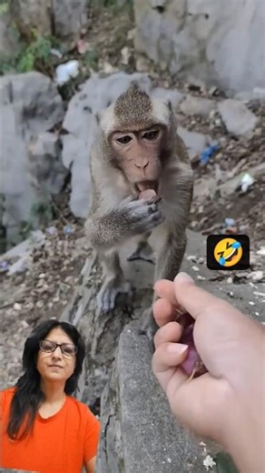 Unexpected Joy 😂🐒🐒🐒🐒🐒🐒😹