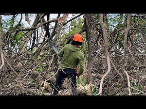 Extreme Danger! Felling a Massive Tree Devastated by a Tornado!