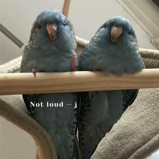 Quiet by Nature | Real Lineolated Parakeet Behavior