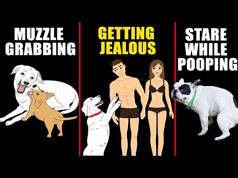 Understand Your Dog Better: Why Dogs Show Jealousy and 8 More Dogs Behaviors Explained