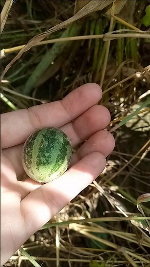 Harvest Cucamelon Fruit Chibber Fruit #fruit #gardening