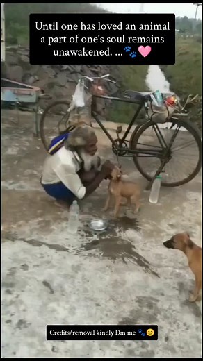 2.6K views · 2.1K reactions | Until one has loved an animal a part of one's soul remains unawakened. ...勺 #instagood #reels #dogsofinstagram #doglover #puppiesofinstagram #explore #instagram | Feed To Paws | Facebook