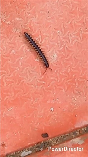 Millipede Facts You Didn't Know! 🐛 | Amazing Nature Facts #shorts