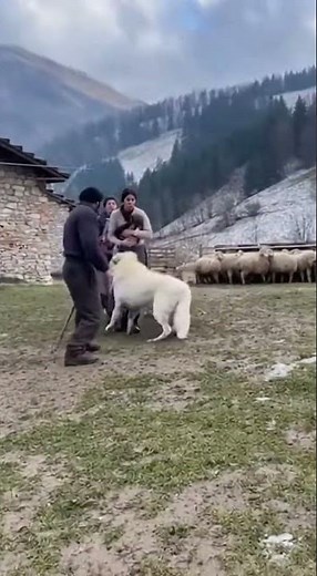 Maremma-Abruzzese Sheepdogs: Protectors of the Italian Mountain Farm