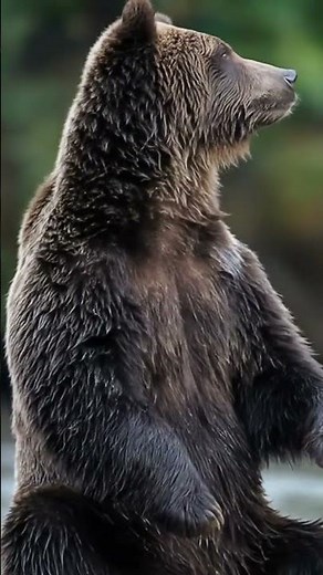 Grizzly bears? #wildlife #video #viral #animals #life #secret #selfcare #nature #facts