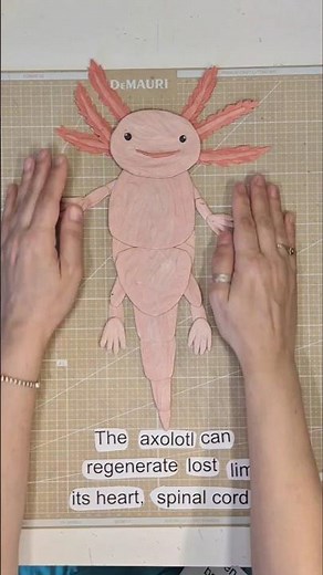 Check out how I animated the axolotl! Subscribe to see more animals #claymation #axolotl #animation