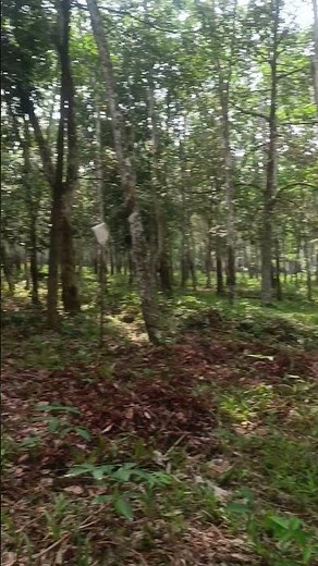 Relaxing Cricket Sounds in a Serene Rubber Plantation