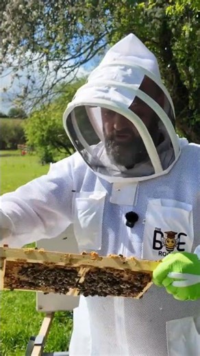 Beautiful Queen Cell! Letting My Bees Requeen!