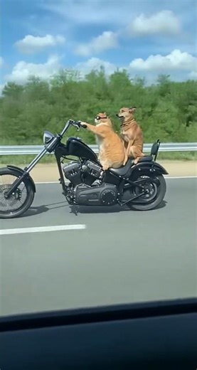 Cat and Dog Hit the Open Road🏍️🐱🐶