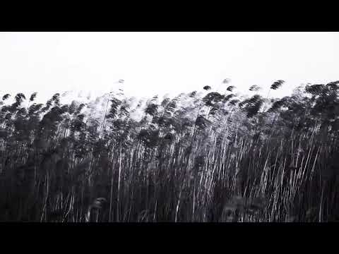 1 Hour Wind Sounds – Sleep