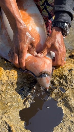 The Giant Squid's Hidden Secret Finally Revealed! 🦑😱 #fishingvideo #fishing #fish #hugefish #shorts