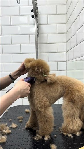 This Maltipoo Is Illegal Cute 😭
