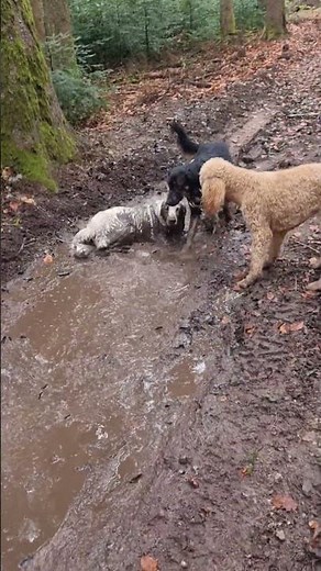 Fluffy White Dog Lays in Mud Puddle to Owner's Dismay || ViralHog