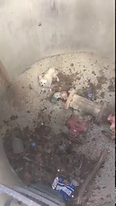 14K views | KC Pet Project on Reels | Facebook