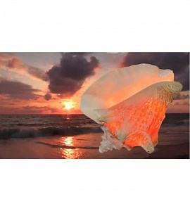 Conch Shell Lamp, Seashell Light for Beach Coastal and Nautical Decor and Display - Etsy