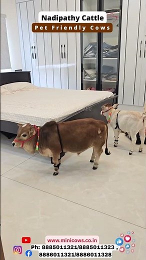 World’s Shortest Nadipathy Cattle, Running Happily in Fields| #cows #viral