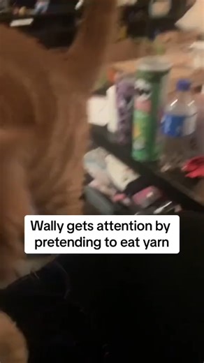 Wally is way too clever 😂🧶 Cronch, cronch, cronch. Who is your crochet or knit companion? 🐈🐕 via: @diycatgeek #catslover #catasmr #funnycat #crochet #crochetersoftiktok #yarn | Jimmy Beans Wool