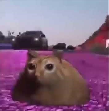 orange cat car speeding away from police