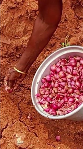 சின்ன வெங்காயம் நடுதல்#smallonionPlanting#smallonion#smallonionplanringintamil#chinnavengayamnaduvu#