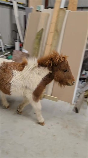 20K views · 143 reactions | Meet Thesesweet little souls they are...