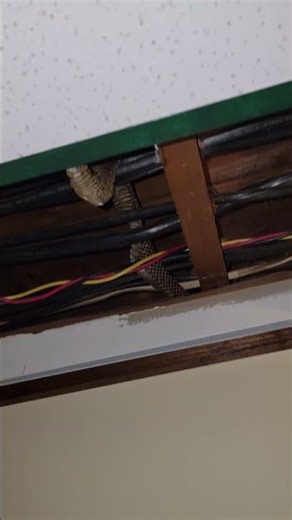 Wall snake. It's a thing, I guess?