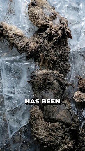 Extinct animals found frozen in ice 😮. #shorts #animals