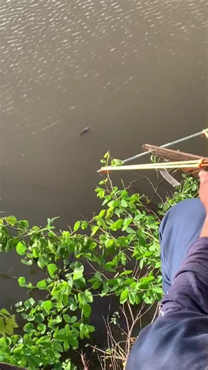 ยิงปลา#ล่าเพื่อดำรงชีพ #FishHunter ขอโทษครับถ้ามันโหดเกินไป🙏