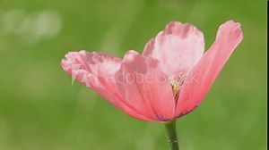 opium poppy flower in summer in a garden on a green, empty, blurred background
