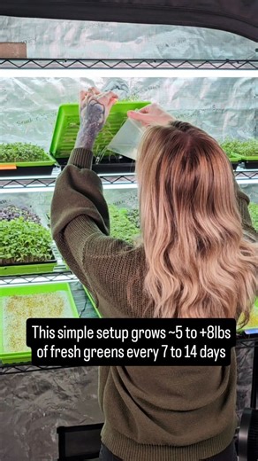 🌱 These trays of hydroponically grown microgreens are growing on a simple rack setup in our home office. Everything on the top two shelves took 11 days from seed to harvest and produced right around 3 lbs of fresh microgreens. The bottom shelf isn’t ready yet, so it’s not included in that total. On those two shelves, we’re growing a mix of tray sizes: • 5 trays are larger 10x20s • 3 trays are smaller 10x10s A typical harvest for us looks like: • 10x20 trays: about 200–300 grams each • 10x10 tra