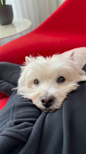 3.8K views · 1.8K reactions | That kind of Saturday. . . #dog #dogsofinstagram #dogs #puppy #dogstagram #doglover #dogoftheday #dogsofny #doglife #doglovers #doggy #dogsofinsta #dogsofig #doggo #westie #westiegram #westiesofinstagram #westies #westielove #westielife #westiepuppy #westietude #doogler #westieofinstagram #westielovely #royalfamily | By Appointment to Her Majesty The Westie | Facebook