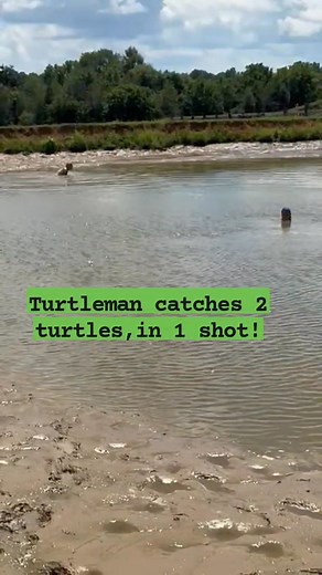 56K views · 905 reactions | Turtleman catches two snappers, in 1 shot! Go to Turtlemanliveaction.com For more LIVE ACTION  #fypシ゚viralシ #viralpost2025シ #Turtles #199k #viralreelsfacebook #viral #viralpost #Turtleman #viralvideoシ #facebook #outdoors | Call of The Wildman - Turtleman | Facebook