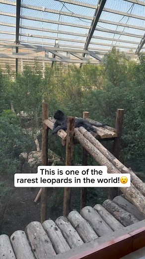 Check out our adorable leopard bracelet in the bio ( https://wildliferescuers.shop )! With each purchase, 25% of the proceeds are donated to our trusted wildlife charities dedicated to saving leopards and their habitats. Your support can make a real difference! Shop now and help make an impact! One of the rarest leopards in the world calls Vantara Park in Jamnagar, Gujarat, India, home. This extraordinary male leopard displays both melanism and vitiligo—an incredibly rare combination that gives 