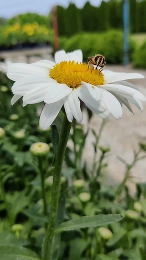 1.4K views · 27 reactions | Happy National Pollinator Week! 曆...