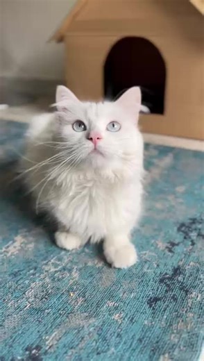 #angora #gatosdetiktok #michisvirales #familiafelina #Noa #elmardesusojos