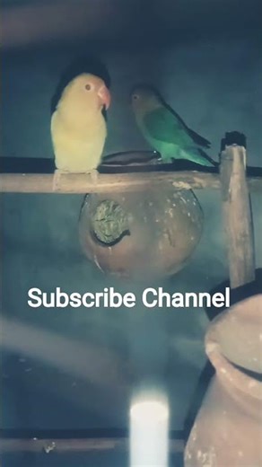 Confirm Love Birds 2 Male and female Parrots ❤️❤️❤️❤️