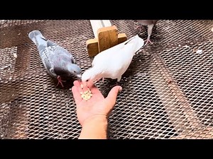 Pigeon stock loft upgrades, Pigeon perch changes and Pigeon loft cleaning
